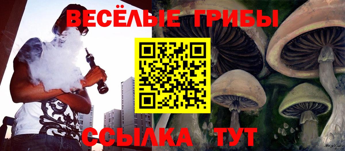 Псилоцибиновые грибы Psilocybe Дальнегорск